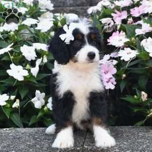 Belle, Mini Bernedoodle Puppy